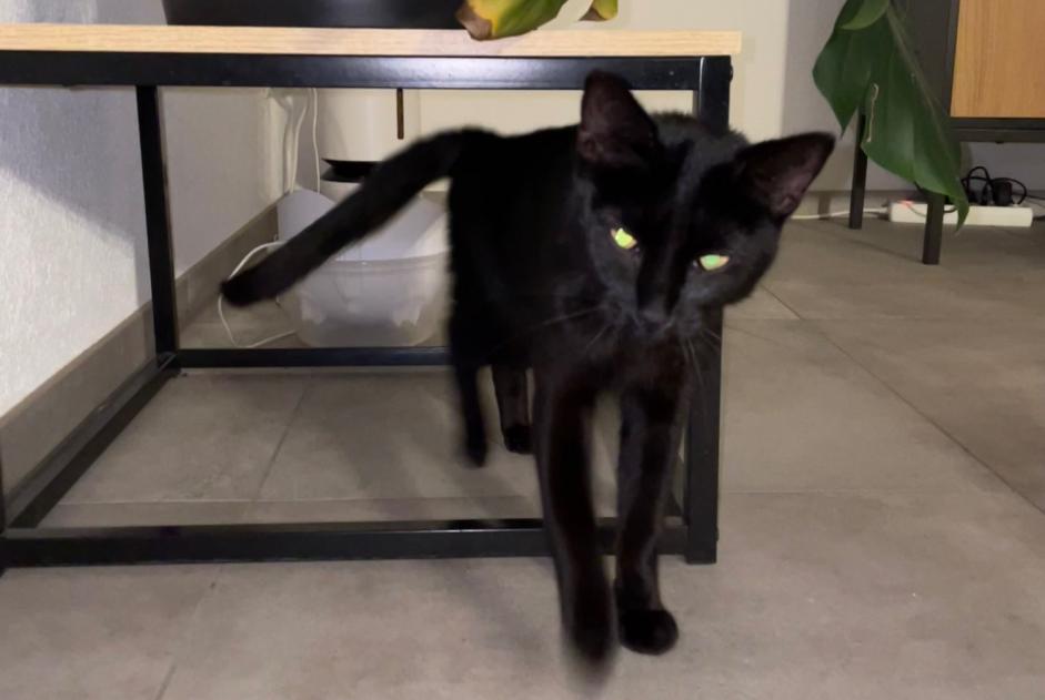 Fundmeldung Katze Unbekannt , 2 Jahre Courroux Schweiz
