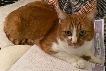 Vermisstmeldung Katze rassenmischung Männliche , 7 jahre Bernex Schweiz
