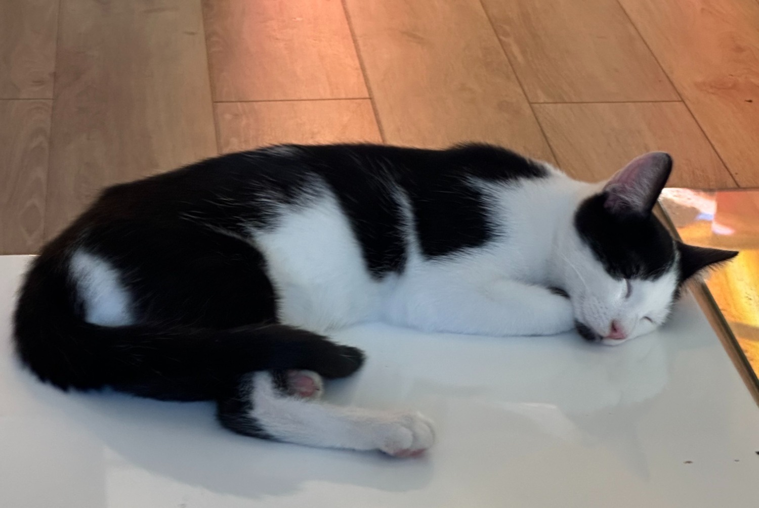 Vermisstmeldung Katze Männliche , 2 jahre Le Grand-Saconnex Schweiz
