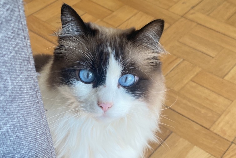Vermisstmeldung Katze rassenmischung Weiblich , 6 jahre Genève Schweiz
