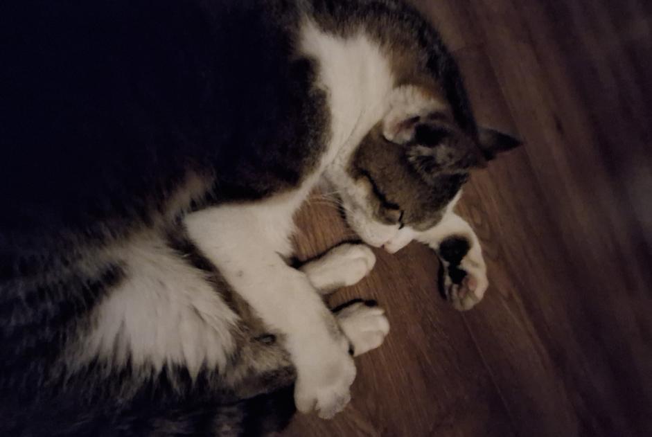 Discovery alert Cat Male Autigny Switzerland Discovery alert Cat Male Autigny Switzerland