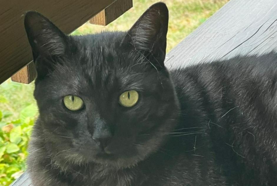 Disappearance alert Cat  Male , 10 years Laconnex Switzerland