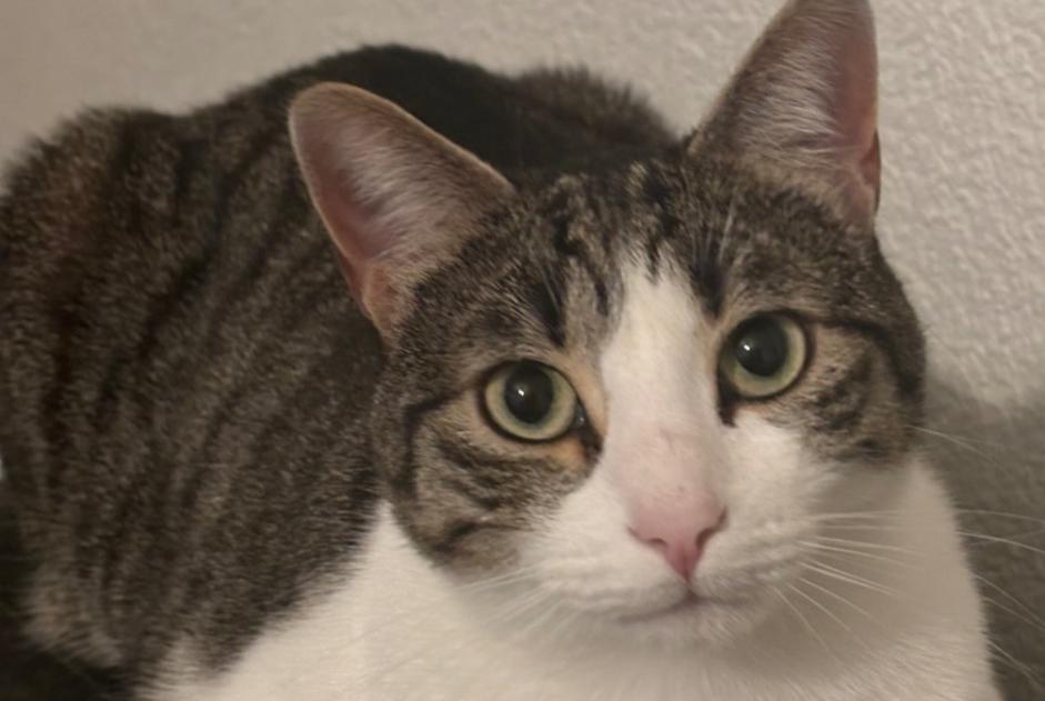 Disappearance alert Cat miscegenation Male , 5 years Cheseaux-sur-Lausanne Switzerland