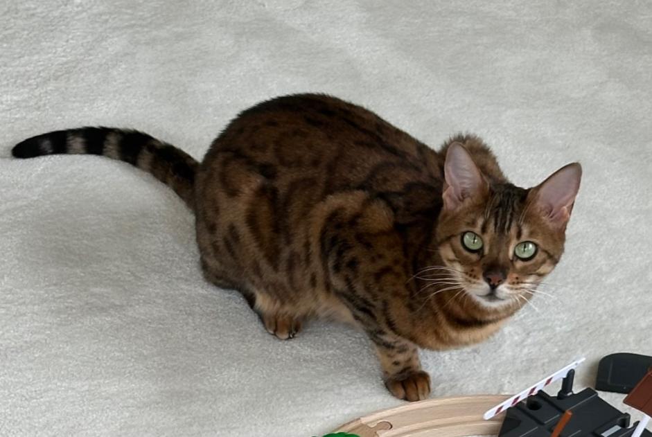 Alerta de Desaparición Gato  Hembra , 6 años Lancy Suiza