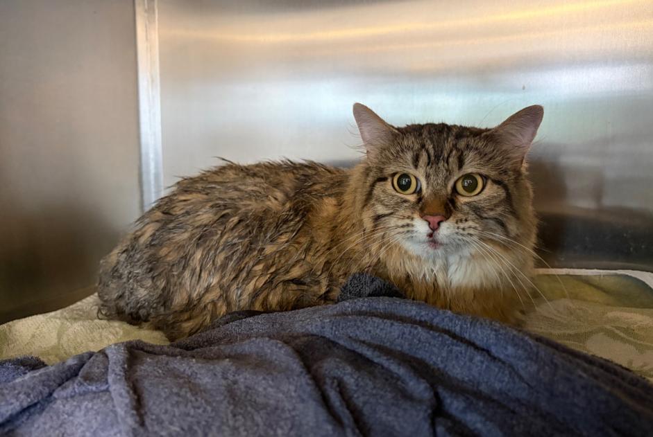 Alerta de Hallazgo Gato cruce Hembra Genève Suiza