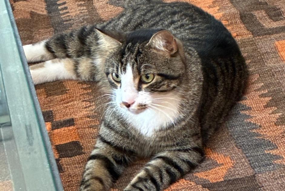 Alerta de Hallazgo Gato Macho Belmont-sur-Lausanne Suiza