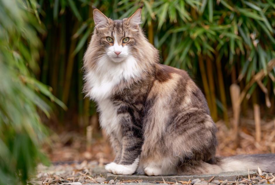 Alerte Disparition Chat Mâle , 3 ans Corminboeuf Suisse Alerte Disparition Chat Mâle , 3 ans Corminboeuf Suisse