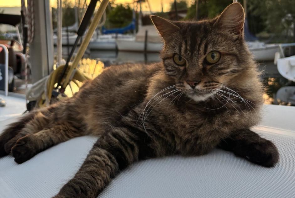 Alerte Disparition Chat croisement Mâle , 10 ans Misery-Courtion Suisse Alerte Disparition Chat croisement Mâle , 10 ans Misery-Courtion Suisse