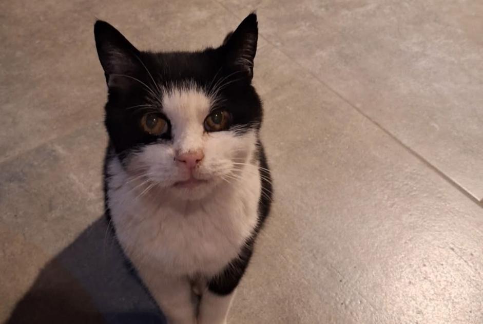 Alerte Disparition Chat Mâle , 16 ans Val-de-Charmey Suisse