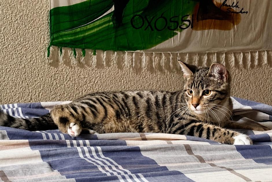 Alerte Disparition Chat Mâle , 0 ans Genève Suisse