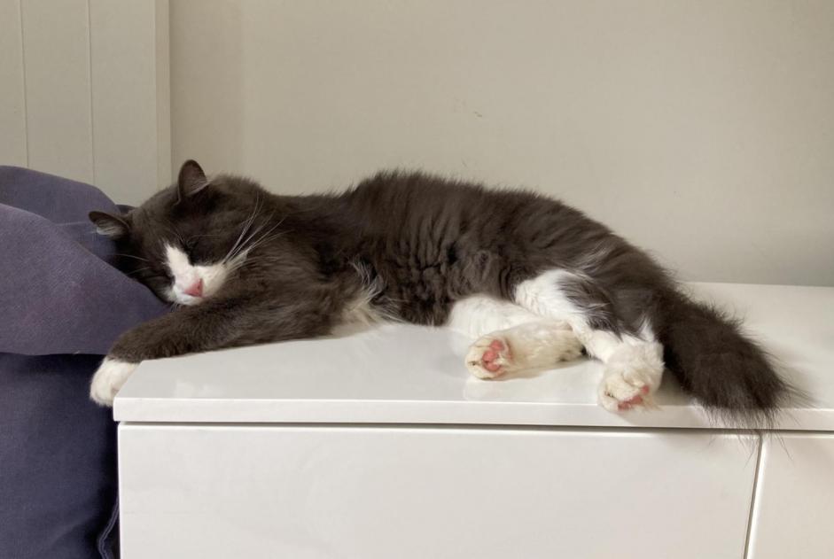 Alerte Disparition Chat Mâle , 2 ans Confignon Suisse Alerte Disparition Chat Mâle , 2 ans Confignon Suisse