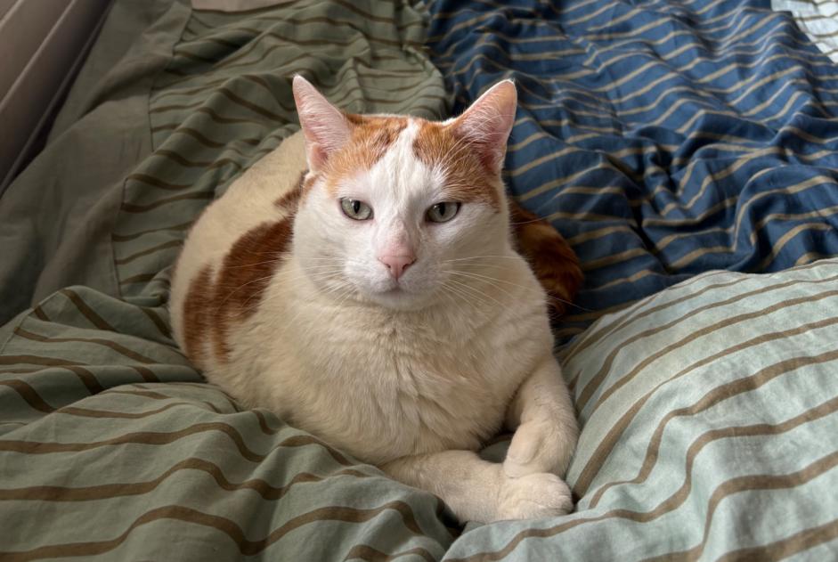 Alerte Disparition Chat Mâle , 4 ans Le Grand-Saconnex Suisse Alerte Disparition Chat Mâle , 4 ans Le Grand-Saconnex Suisse