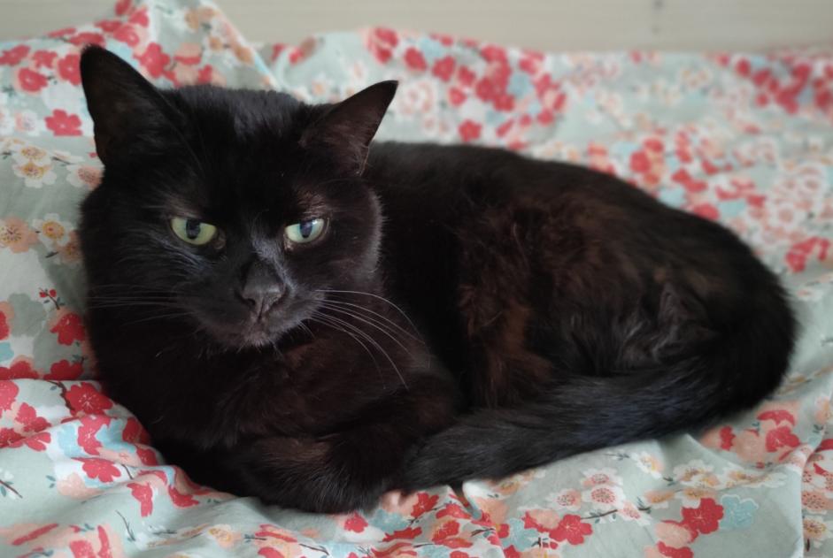 Alerte Disparition Chat Femelle , 15 ans Confignon Suisse Alerte Disparition Chat Femelle , 15 ans Confignon Suisse
