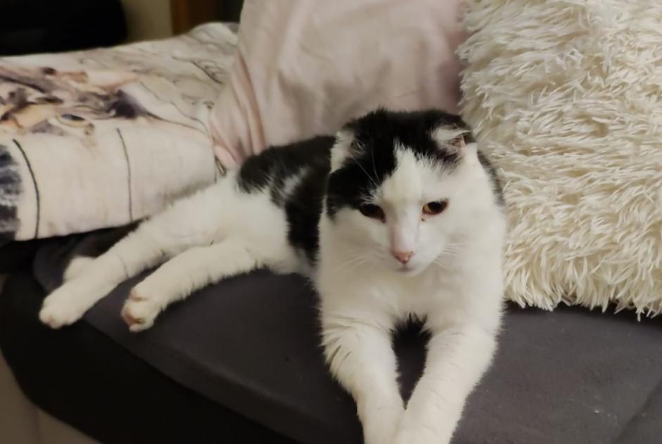 Alerte Disparition Chat Mâle , 15 ans Lausanne Suisse Alerte Disparition Chat Mâle , 15 ans Lausanne Suisse