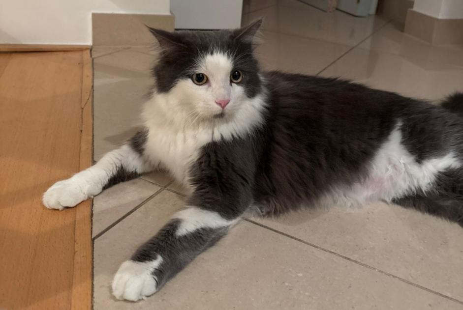 Alerte Disparition Chat Mâle , 1 ans Saint-Prex Suisse Alerte Disparition Chat Mâle , 1 ans Saint-Prex Suisse