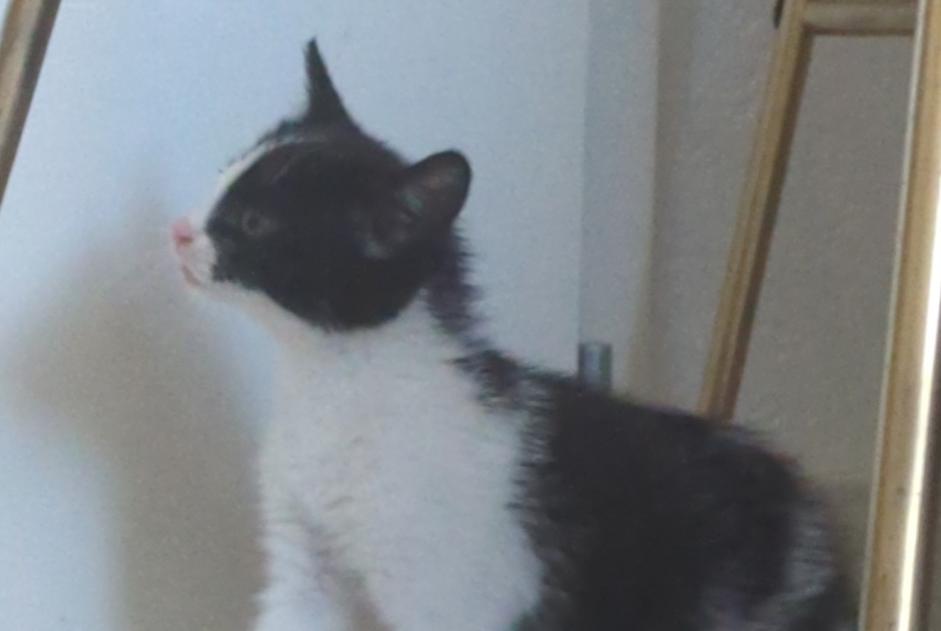 Alerte Découverte Chat Inconnu , Entre 4 et 6 mois Riaz Suisse Alerte Découverte Chat Inconnu , Entre 4 et 6 mois Riaz Suisse