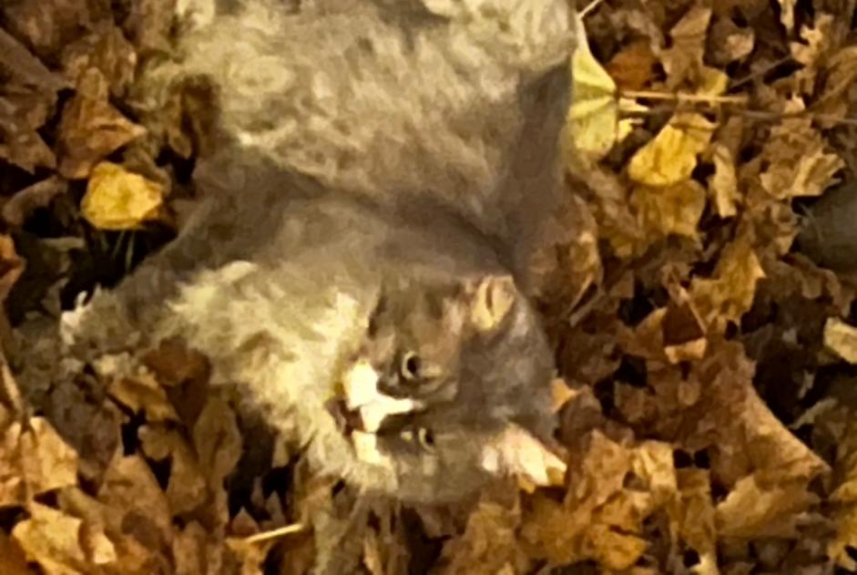 Alerte Découverte Chat Inconnu Genève Suisse