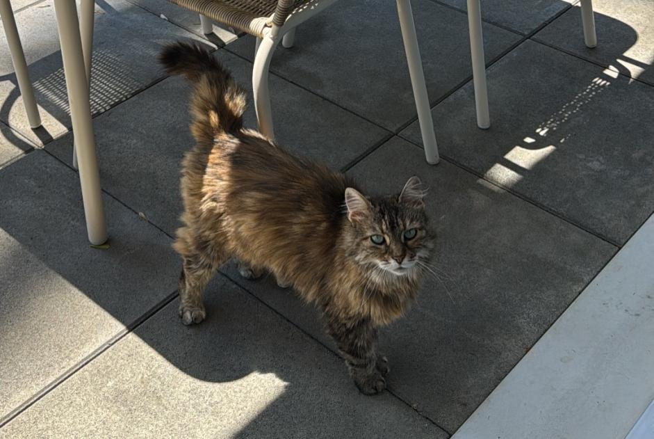 Alerte Découverte Chat Femelle Chêne-Bourg Suisse