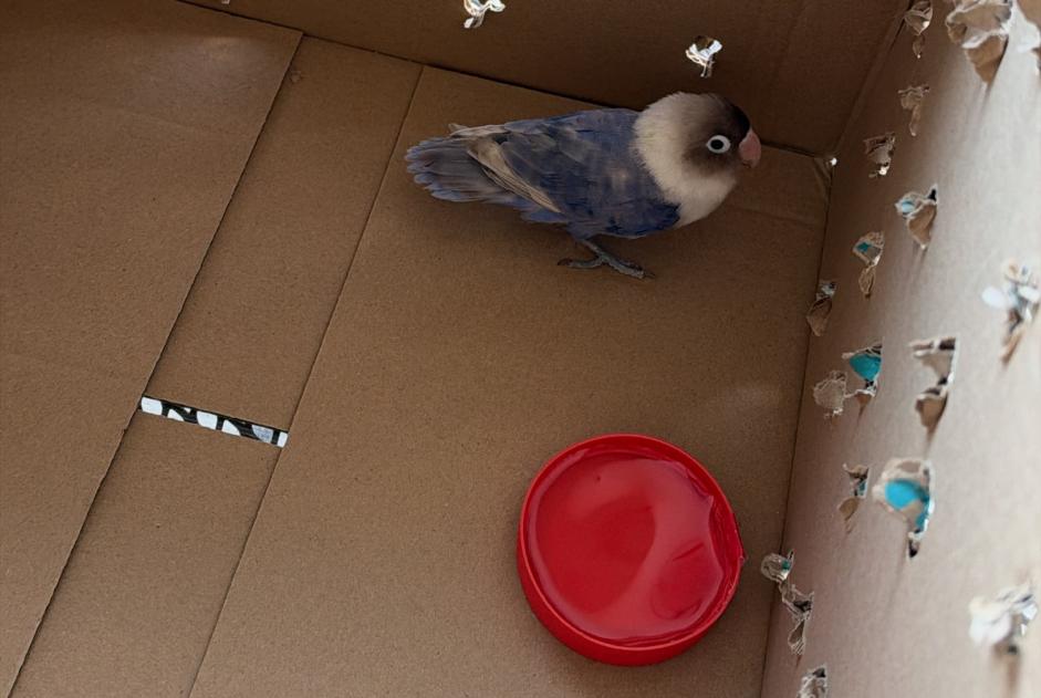 Alerte Découverte Oiseau Inconnu Neuchâtel Suisse
