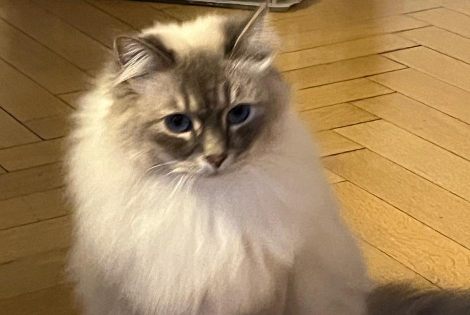 Avviso scomparsa Gatto  Maschio , 3 anni Genève Svizzera