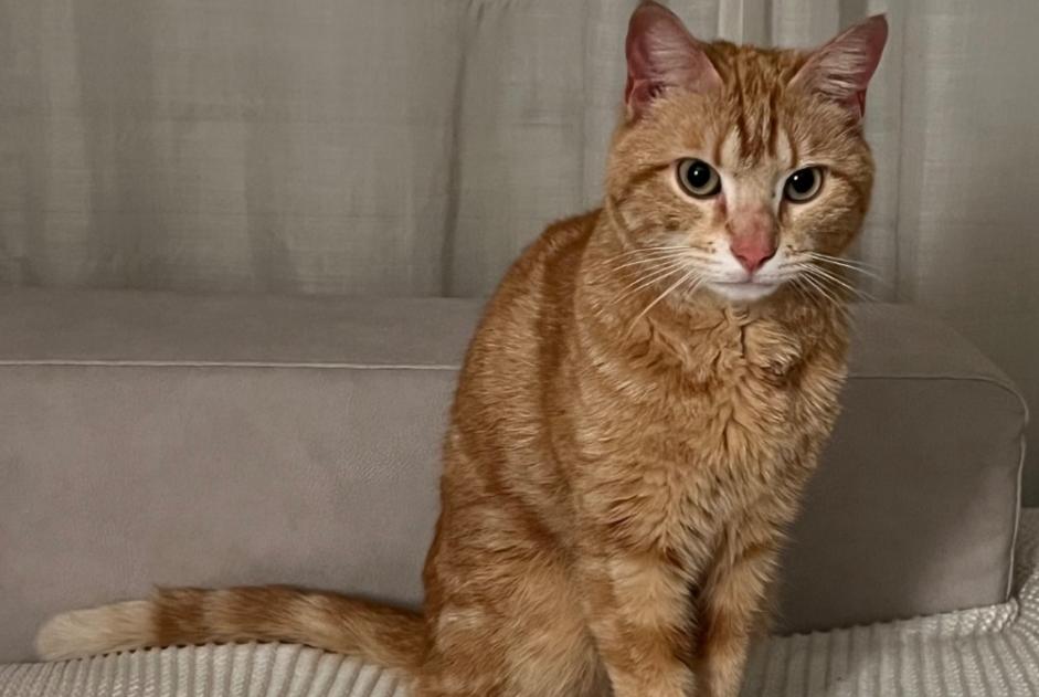 Avviso scomparsa Gatto Maschio , 2 anni Lancy Svizzera