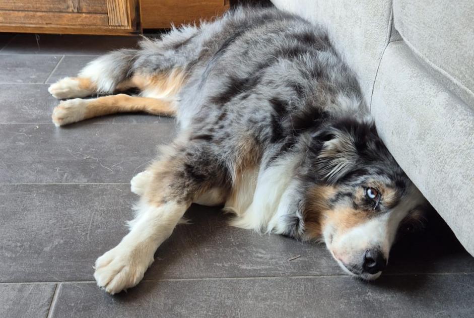 Verdwijningsalarm Hond rassenvermenging Vrouwtje , 11 jaar Chalais Zwitserland