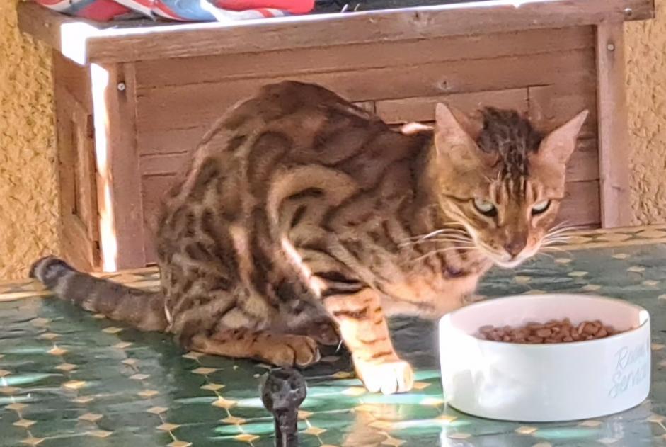 Ontdekkingsalarm Kat Onbekend , 2 jaar Fully Zwitserland Ontdekkingsalarm Kat Onbekend , 2 jaar Fully Zwitserland