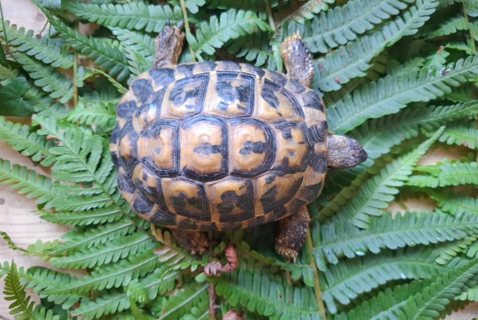 Ontdekkingsalarm Schildpad Onbekend Montreux Zwitserland