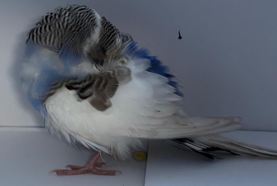 Ontdekkingsalarm Vogel Onbekend Cologny Zwitserland