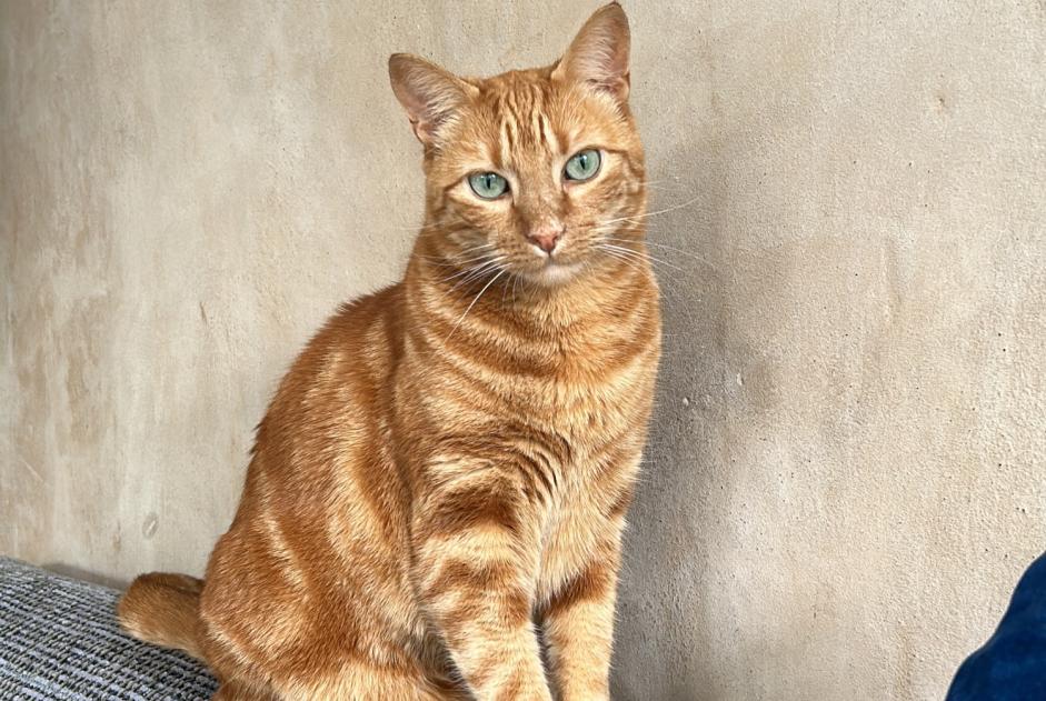 Alerta desaparecimento Gato cruzamento Macho , 6 anos Plan-les-Ouates Switzerland