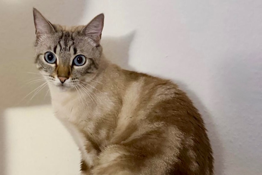 Alerta desaparecimento Gato cruzamento Macho , 3 anos Chêne-Bourg Switzerland Alerta desaparecimento Gato cruzamento Macho , 3 anos Chêne-Bourg Switzerland