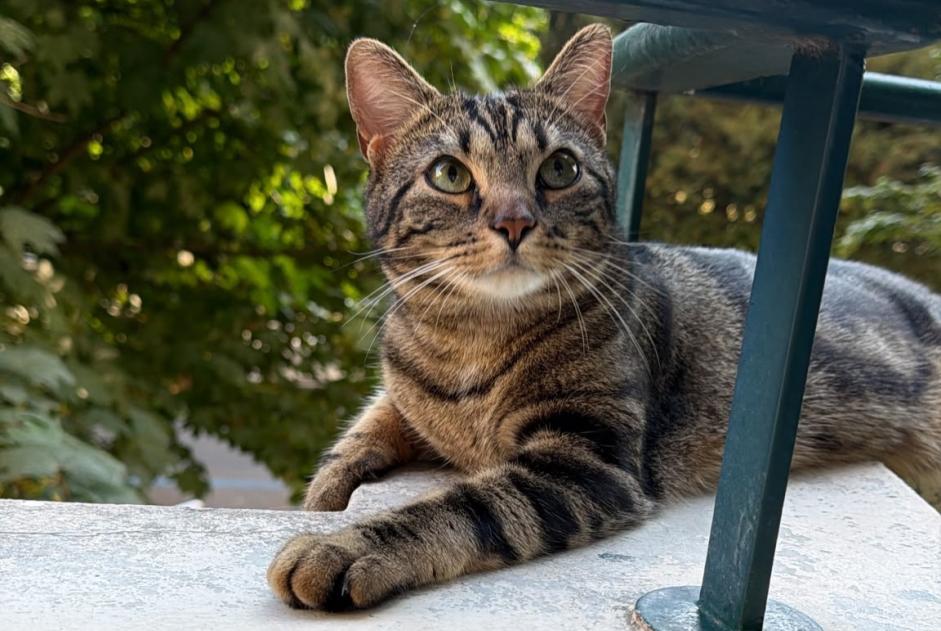Alerta desaparecimento Gato Macho , 1 anos Genève Switzerland Alerta desaparecimento Gato Macho , 1 anos Genève Switzerland